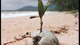 How to plant a coconut palm [upl. by Ahseel]