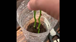 How To Grow Orchids From Stem Cuttings [upl. by Nired]