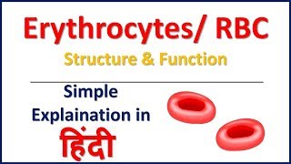 Erythrocytes  RBC  Structure and Function in Hindi  Bhushan Science [upl. by Bandeen]