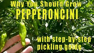 Why You Should Grow Pepperoncini Peppers [upl. by Erena381]