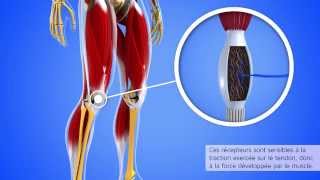 Le réflexe myotatique inverse [upl. by Caresa]