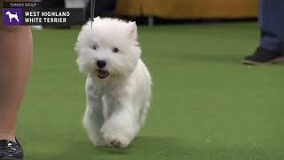 West Highland White Terriers  Breed Judging 2020 [upl. by Jaylene]