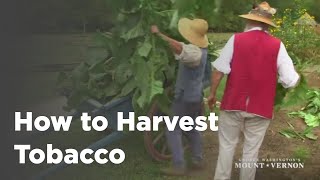 Harvesting Tobacco in the 18th Century [upl. by Aitercul]