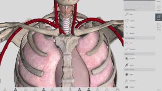 Anatomical Relations  Esophagus  Anatomy [upl. by Abehsile]