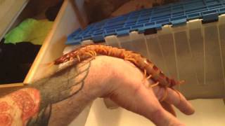 Scolopendra GiganteaGalapagoensis quotRobustaquot handling and rehouse [upl. by Byrdie]