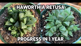 Haworthia Retusa aka Star Cactus  Progress in 1 Year [upl. by Elsey817]