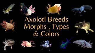 All the Axolotl Breeds  Colors amp Morphs  Videos [upl. by Einalem324]