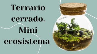 Como hacer un TERRARIO CERRADO  Mini ECOSISTEMA en un recipiente  cuidados y mas [upl. by Ardnael]