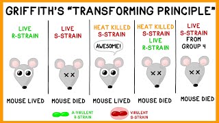 Griffiths Experiment Bacterial Transformation [upl. by Drusi]