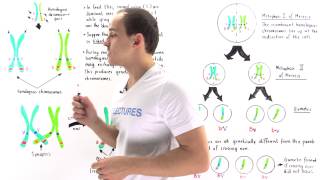 Linked Genes Crossing Over and Genetic Recombination [upl. by Mufi360]