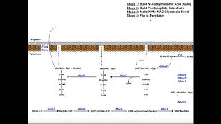 Biosynthesis of Peptidoglycan in Bacteria [upl. by Doralynn]