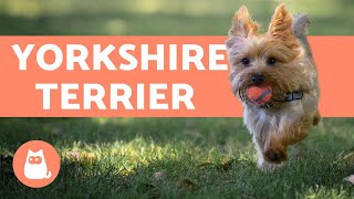 Yorkshire Terrier  Care and Training Information [upl. by Wehttan957]