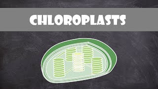 Chloroplast Structure and Function  Botany  Cell Biology [upl. by Loreen]