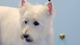 How to Groom a Westie  West Highland White Terrier  DoItYourself Dog [upl. by Akiemat]