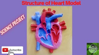 Structure of the Heart  Model  Science Project  Heart Model [upl. by Notniw]