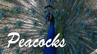 All About Peacocks [upl. by Airitac789]