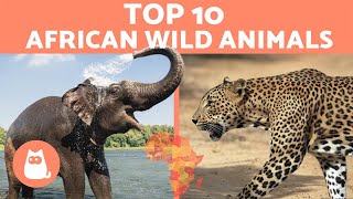 Animals of Africa  10 WILD ANIMALS from the African savanna [upl. by Atis]