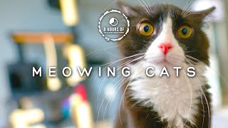 Scare MICE Away FAST with These CAT Meowing Sounds Cat Sounds to Scare Mice [upl. by Eda579]