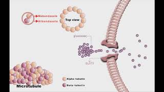 Anthelminthic drugs animation Mebendazole and Albendazole [upl. by Eellehs]