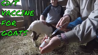 CDT Vaccine For Goats  How To Administer The Shot [upl. by Suoivatnom]