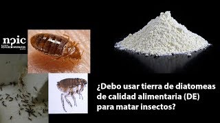 ¿Debo usar tierra de diatomeas de calidad alimentaria DE para matar insectos [upl. by Leff]