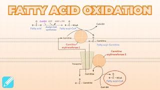 Fatty Acid Beta Oxidation  Metabolism [upl. by Ho960]