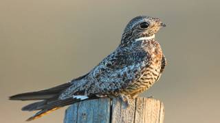 Voices Common Nighthawk [upl. by Jannery371]