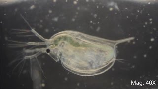 Daphnia magna under the Microscope [upl. by Vial925]