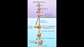 Oogenez Yumurta oluşumu [upl. by Arella]