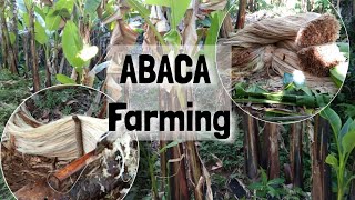 ABACA Farming in Catanduanes [upl. by Alexandr]