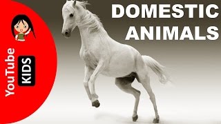 Learn Domestic Animals Names and Sounds with Actual Pictures  YouTube Kids [upl. by Aihsenot]