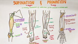 Supination and Pronation in forearm  Anatomy [upl. by Nirehtac]