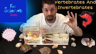 Vertebrates and Invertebrates [upl. by Harve184]