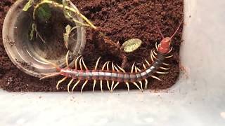 Unboxing the Devil  Worlds largest Centipede [upl. by Aniger136]