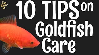 Goldfish Care 10 Things You Should Know [upl. by Adeuga]