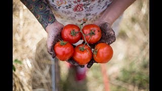 How to Grow The Best Tomatoes  Gardening Tips and Tricks [upl. by Eltsyek779]