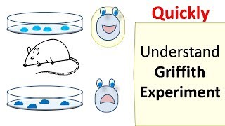 Griffiths experiment [upl. by Hillard]