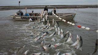 Automatic Long Net Fishing And Traditional Marine Nets The best Fishing Fisherman [upl. by Gurney223]