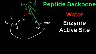 Protease Mechanisms [upl. by Elladine]