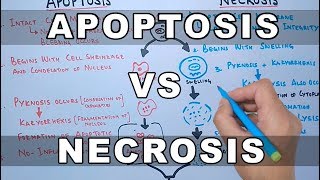 Apoptosis vs Necrosis [upl. by Adok]