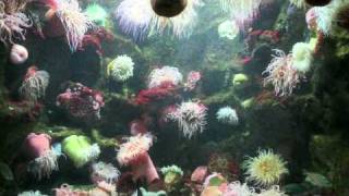 The Phylum Cnidaria  Documentary [upl. by Ary]