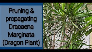 PRUNING amp PROPAGATING DRACAENA MARGINATA DRAGON PLANT [upl. by Fiedling]