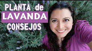 Cuidados y beneficios de la planta de lavanda en el huerto y en la casa [upl. by Enyehc]