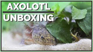 Meet my new Axolotl  Unboxing amp Setup [upl. by Etteyniv]