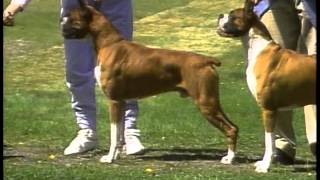 Boxer  AKC Dog Breed Series [upl. by Peltz]