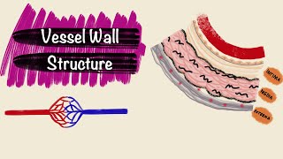 Structure of Blood Vessels  Layers of the Vessel Wall  Blood Vessel Histology [upl. by Westfall]