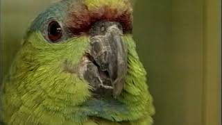 Amazon Parrots  Care amp Breeding  Part 1 Full [upl. by Jemine]