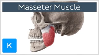 Masseter Muscle Origin Insertion Innervation amp Function  Anatomy  Kenhub [upl. by Ulyram]