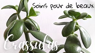 🌿 Soins pour de beaux Crassulas [upl. by Aihsiyt461]