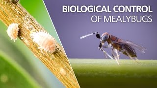 Biological control of mealybugs  Anagyrus vladimiri [upl. by Kassandra54]